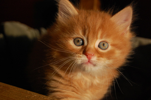 Raven mit 7 Wochen.jpg